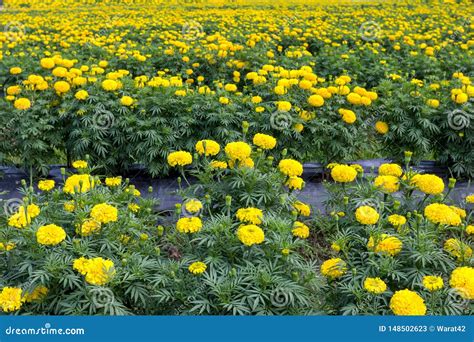 Marigold flower in garden stock image. Image of light - 148502623