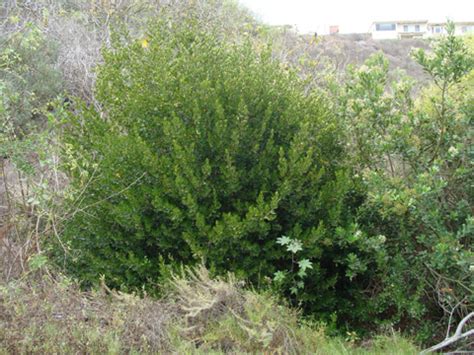 Italian Buckthorn Rhamnus Alaternus