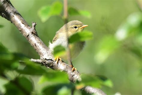 guide to bird hiding at home 3