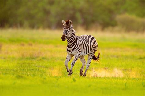 Burchell’s Zebra – BioTriad Environmental, Inc.