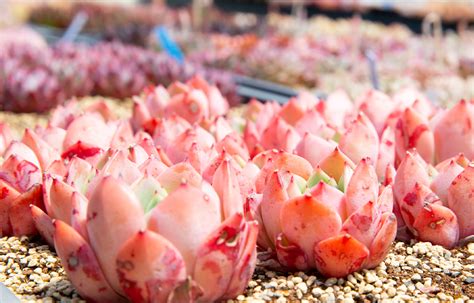 多肉植物専門店 エケベリア韓国苗カット苗・抜き苗の通販 森の多肉園