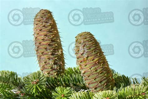 Abies Alba Abete Bianco Strobilo Strobili Abies Alba Abete