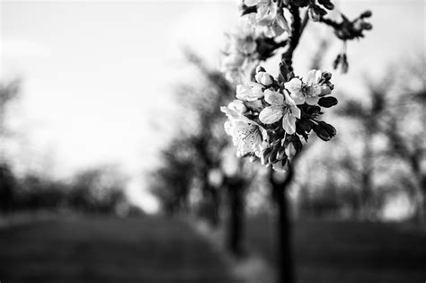 Wallpaper Bw White Black Spring Blumen April SW Bl Te Weiss