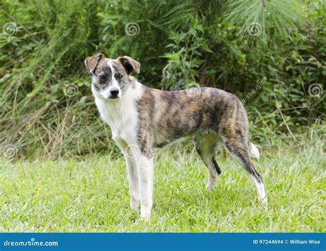 烟草花叶病和白色狐头竖耳无尾短毛小黑犬牛狗混合了品种狗 库存照片 图片 包括有 大使 毗邻的 97244694