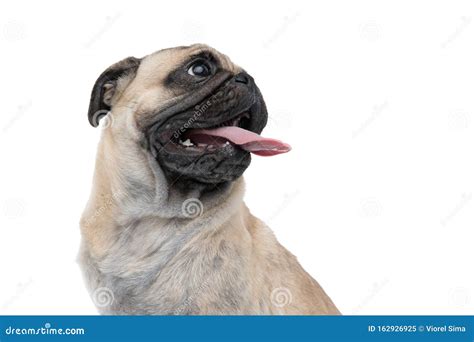 Close Up Of Happy Pug Sticking Out Tongue And Panting Stock Image