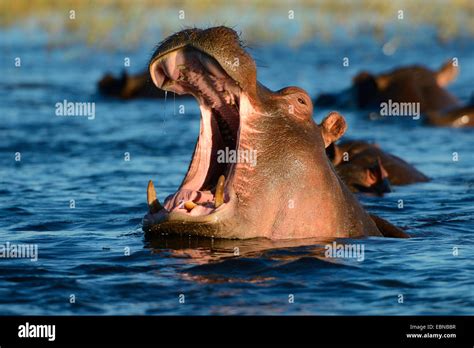 Hippopotamus Hippo Common Hippopotamus Hippopotamus Amphibius