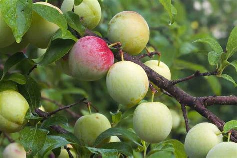 Why The Superior Plum Tree Is Superior Minneopa Orchards