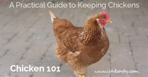 A Practical Guide To Keeping Chickens Chicken Basics