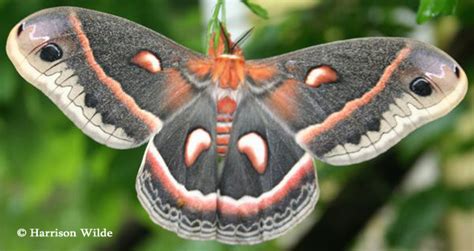 Cecropia silkmoth Hyalophora cecropia (Linnaeus, 1758) | Butterflies ...