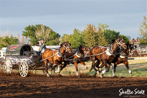 Grande Prairie Stompede Chuckwagon Canvas Auction Grande Prairie