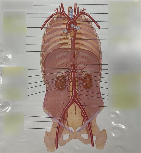 Major arteries of ascending aorta/aortic arch Diagram | Quizlet