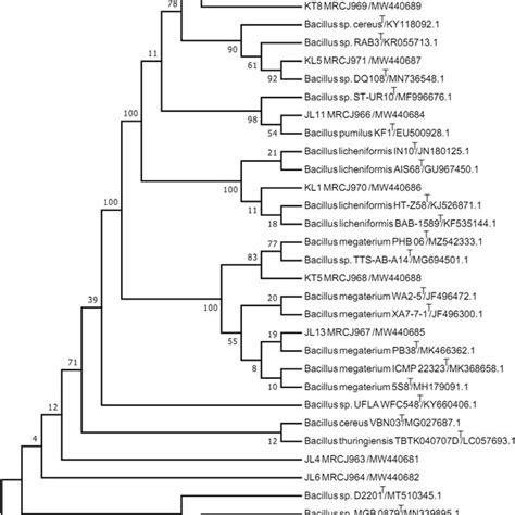 Phylogenetic Tree Of Identified Bacterial Endophytes Neighbour Joining