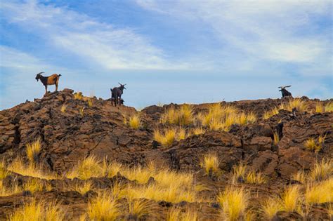 Goats On On Big Island Hawaii Stock Photo Download Image Now Istock