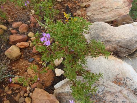 Oak Leaved Geranium From Eden Western Cape South Africa On January