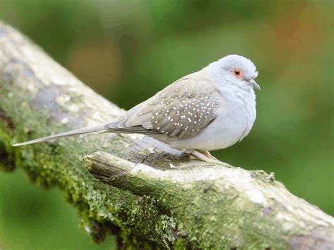 15 Types Of Pigeons And Doves - Gentle & Charming Pets