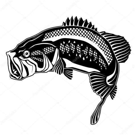 Striped Bass Drawing | Free download on ClipArtMag