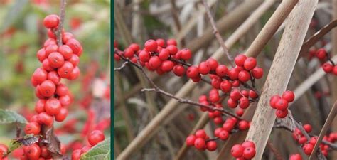 Winterberry | Johnson's Nursery | KB