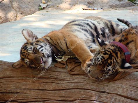 Sleeping tiger cubs — Stock Photo © R0macho #25698663