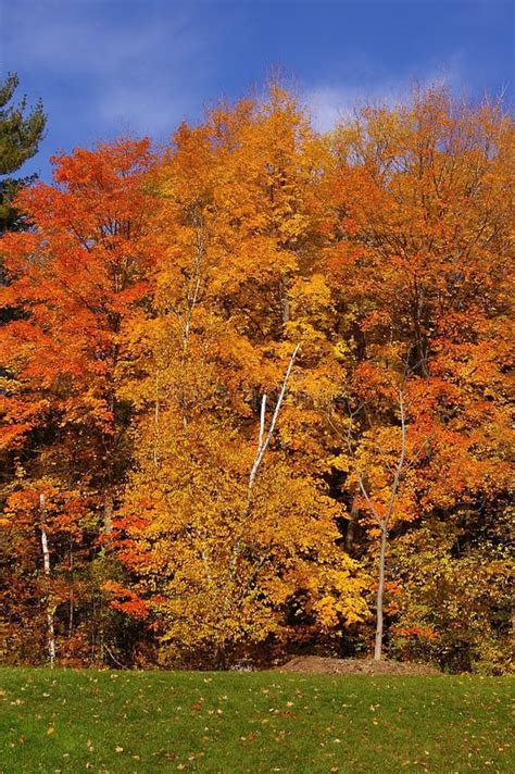 Fall Colors Birch Trees Autumn Upper Michigan Stock Photo Image Of