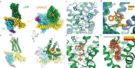 Cryo EM structure of the μOR G i complex Download Scientific Diagram