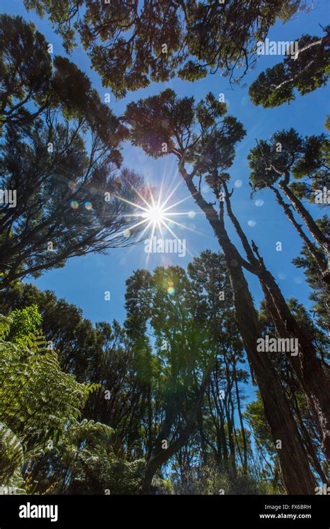 Canopy Of Tree Hi Res Stock Photography And Images Alamy