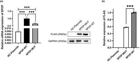 The Spop Cys23arg Substitution Decreases Both Mrna And Protein