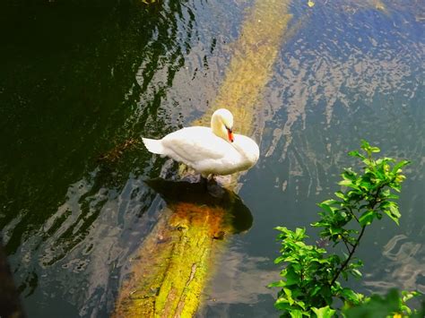 Aux Lacs De Viry Ch Tillon Un Cygne Jean Marc Bilquez Flickr