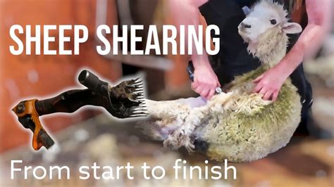 New Zealand Sheep Shearing Demonstration From Start To Finish Youtube