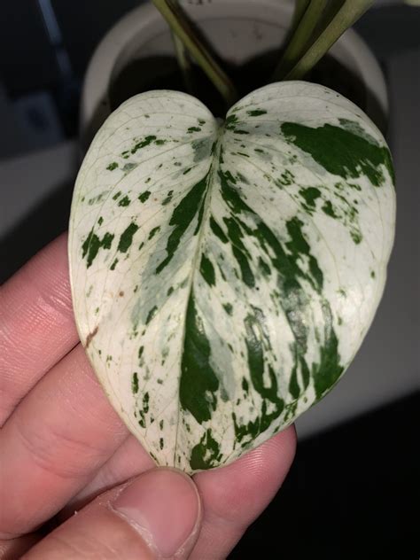 The variegation on my new marble queen leaf! : r/pothos