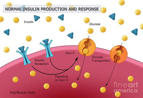 Normal Insulin & Glucose Production Photograph by Monica Schroeder ...