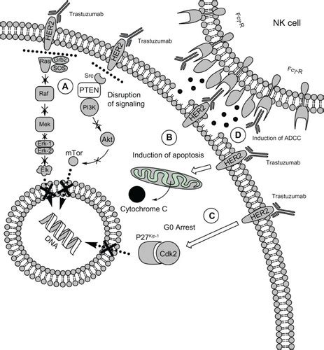 Full Article Role Of Trastuzumab In The Management Of Her Positive