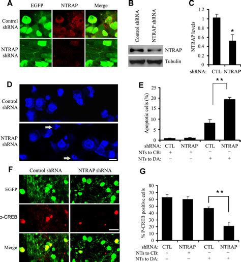 Down Regulation Of Ntrap Reduces Neuronal Survival And Creb Activation