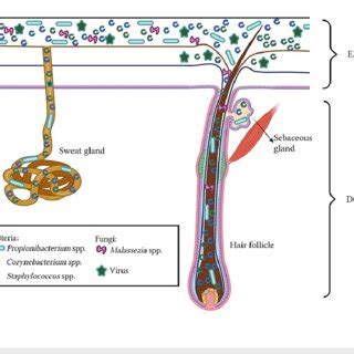 The sweat glands. It contains antimicrobial molecules, including free ...