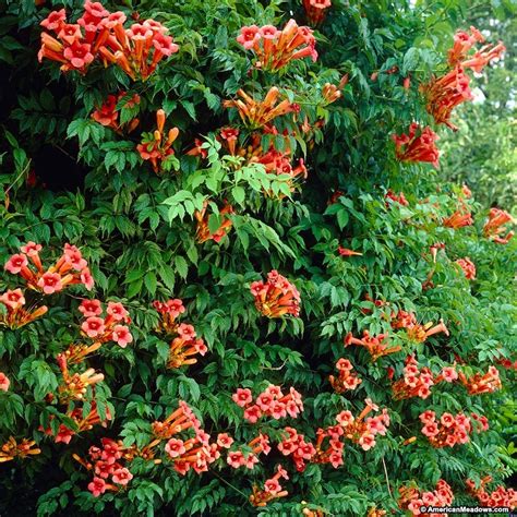 Trumpet Vine Campsis Radicans Center For The Study Of The Built