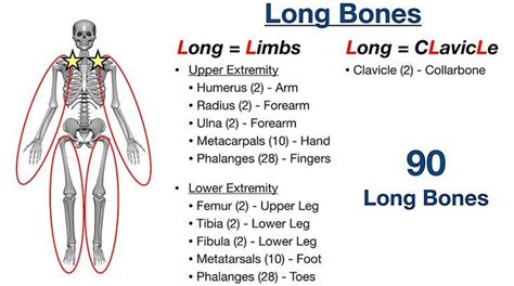 Types of bones in the human body skeletal system labeled diagram and ...