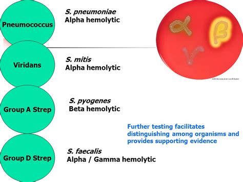 What Antibiotic Treats Strep Viridans