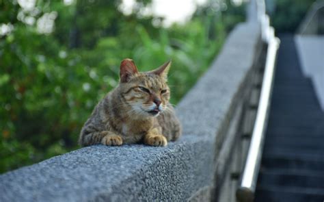 新北猴硐貓村一見鍾情 帶有緣貓回家共度「貓之日」 生活 Newtalk新聞