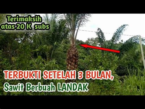 Terbukti Setelah Bulan Dipangkas Pohon Sawit Berbuah Landak