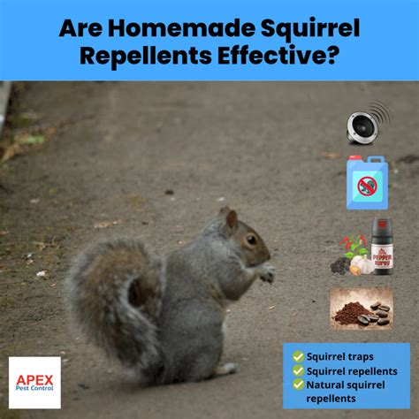 Effective Ways To Eliminate Grey Squirrels A Comprehensive Guide