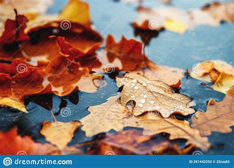 Yellow Leaves Lie In Puddle On Asphalt Beautiful Autumn Background