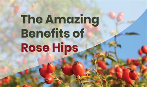 The Amazing Benefits Of Rose Hips Dynamic Nutrition