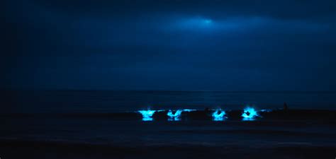 Surfing Bioluminescent Waves San Diego - Rob Wessels Photography