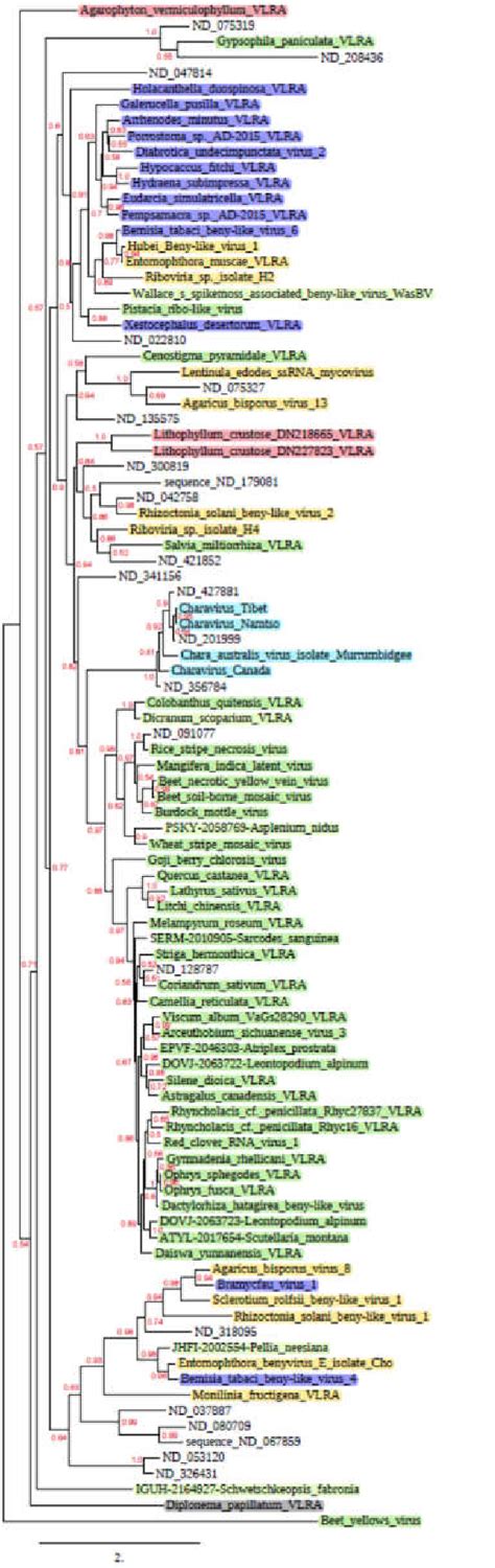 Phylogenetic Analysis Of The Rdrp Domains Derived From The Aligned