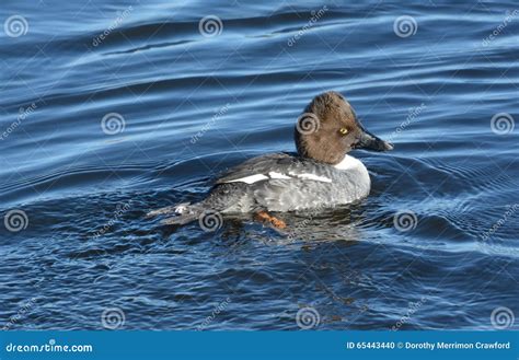 Common Goldeneye Duck hen stock photo. Image of nature - 65443440