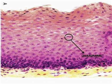 Morfofisiologia1 HISTOLOGÍA