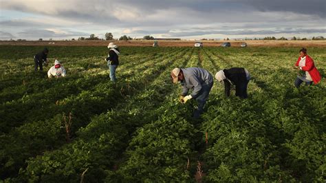 U S Farmers Blame Gop For Crippling Immigrant Labor Shortage Fox News