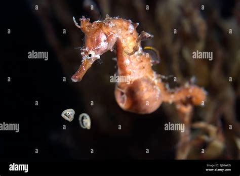 Seahorse Having Babies