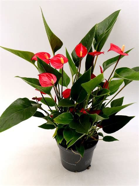 Anthurium Million Flowers Red Giardino Carnivoro