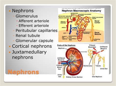 Ppt Chapter 15 Urinary System Powerpoint Presentation Free Download Id 1889968