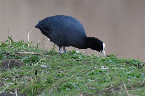 Blässhuhn Blässhuhn Fulica atra c Rolf Jantz naturgucker de